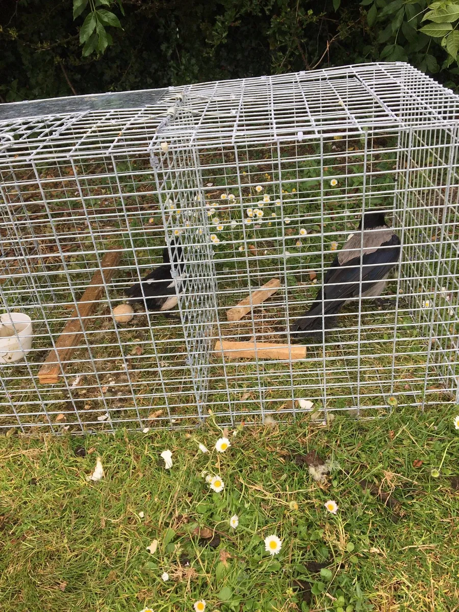 Magpie traps - Image 2