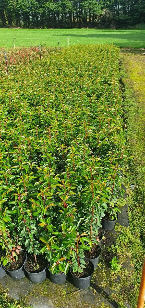Hedging Portuguese laurel - Image 1