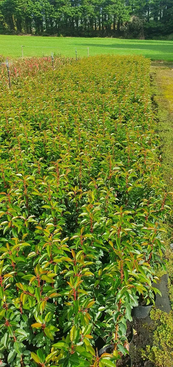 Hedging Portuguese laurel - Image 2