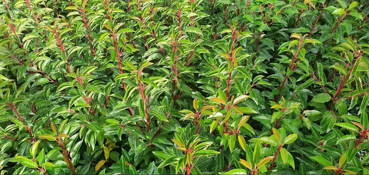 Hedging Portuguese laurel - Image 3
