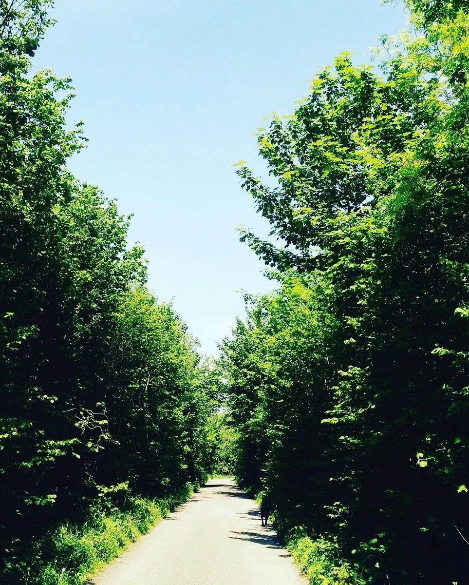 Native Trees/Whitethorn for ACRES scheme - Image 4