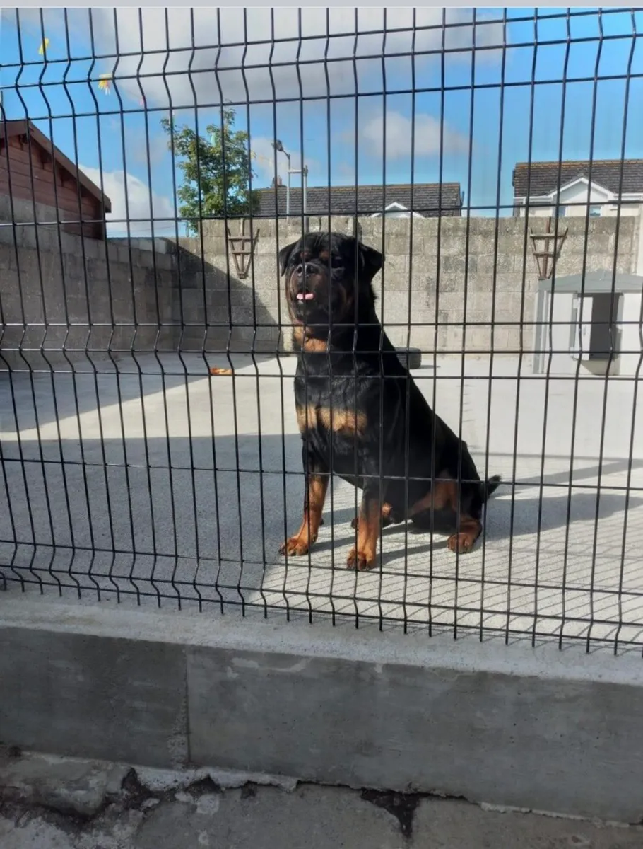 Rolls of Dog wire.. 3.4.5&6ft high - Image 4