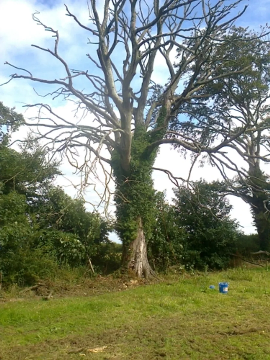 tree down.ie ie - Image 1