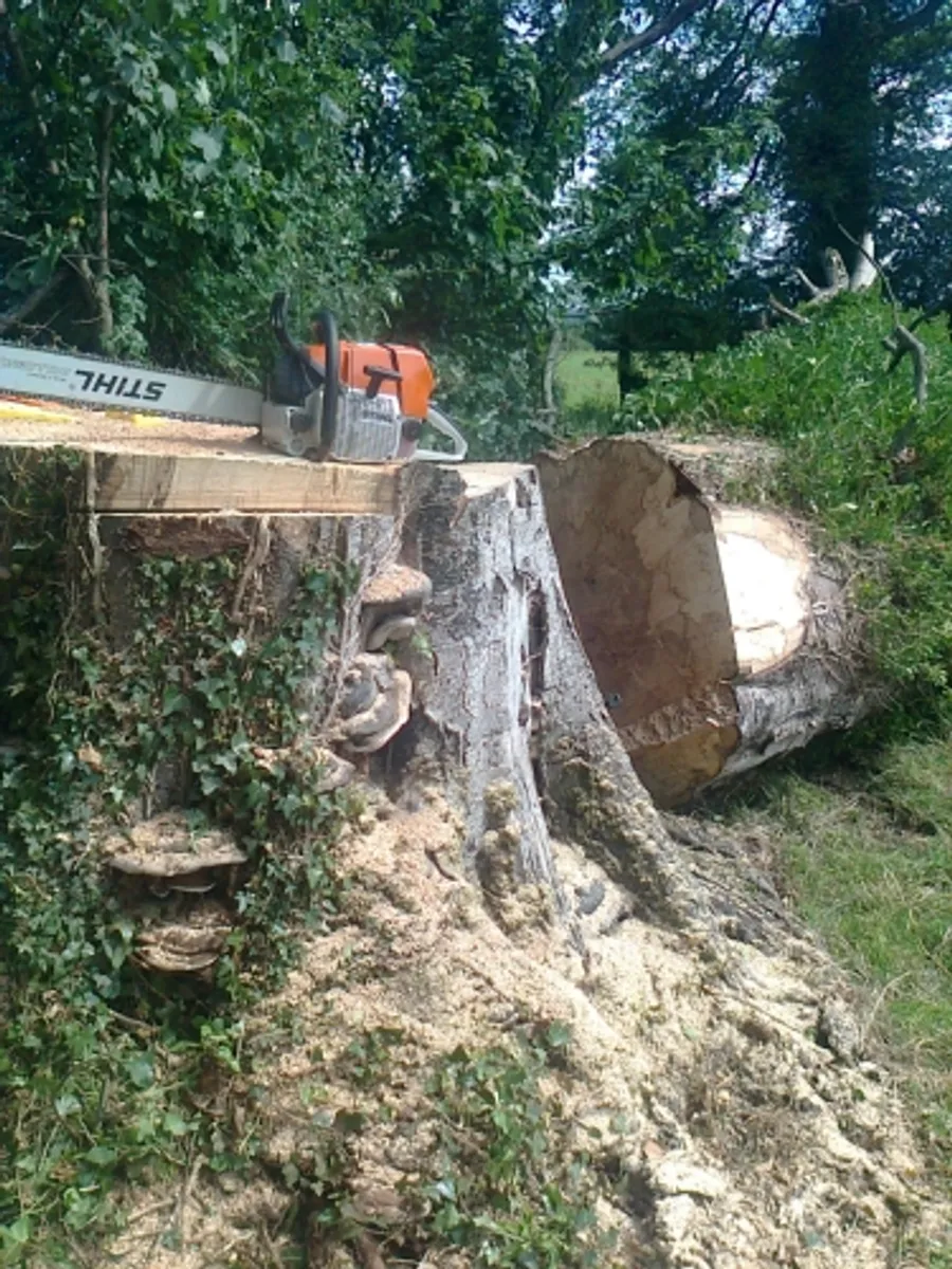 tree down.ie ie - Image 2