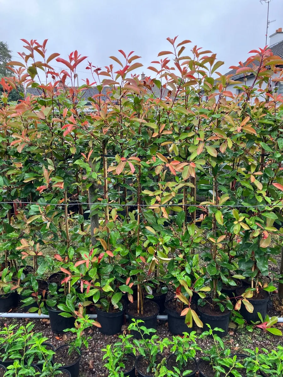 Red robin hedging 2ft - Image 4