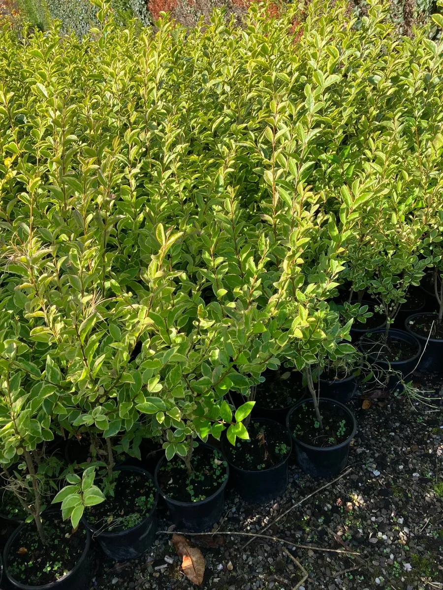 Leylandii laurel  hedging - Image 2