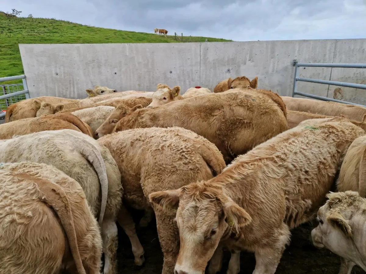 "West of Ireland Heifers" - Image 1