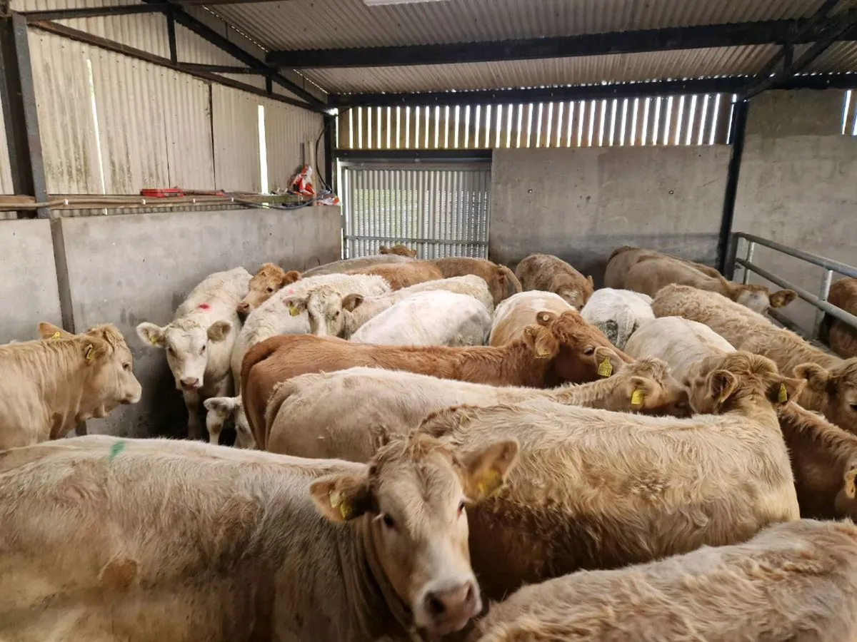 "West of Ireland Heifers" - Image 1