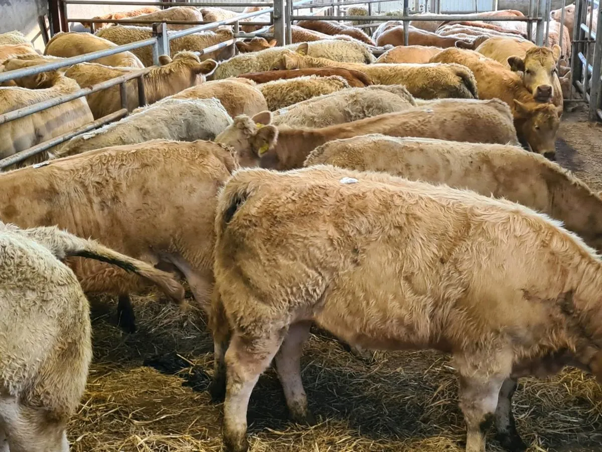 Exceptional U Grade Heifers "Nationwide Delivery" - Image 2