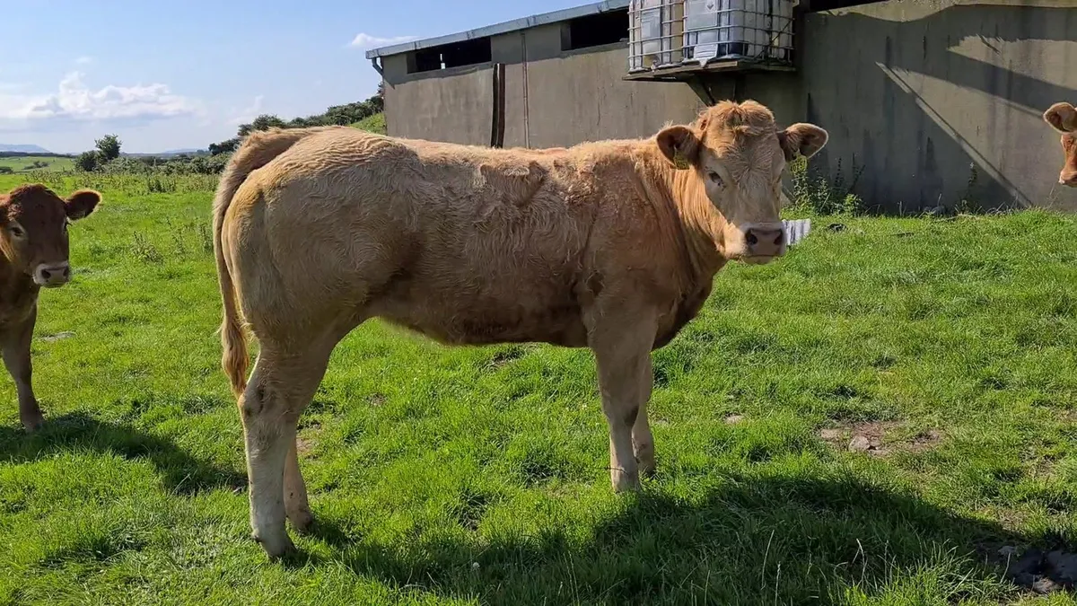 Exceptional U Grade Heifers "Nationwide Delivery" - Image 3