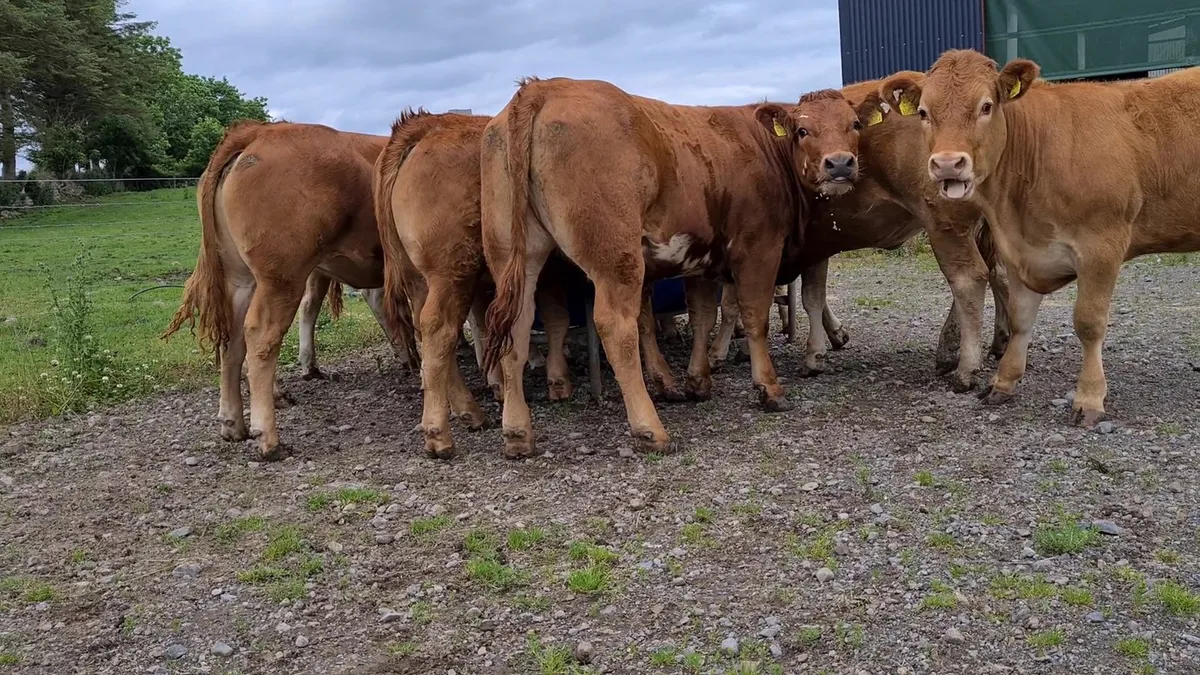 Exceptional U Grade Heifers "Nationwide Delivery" - Image 4