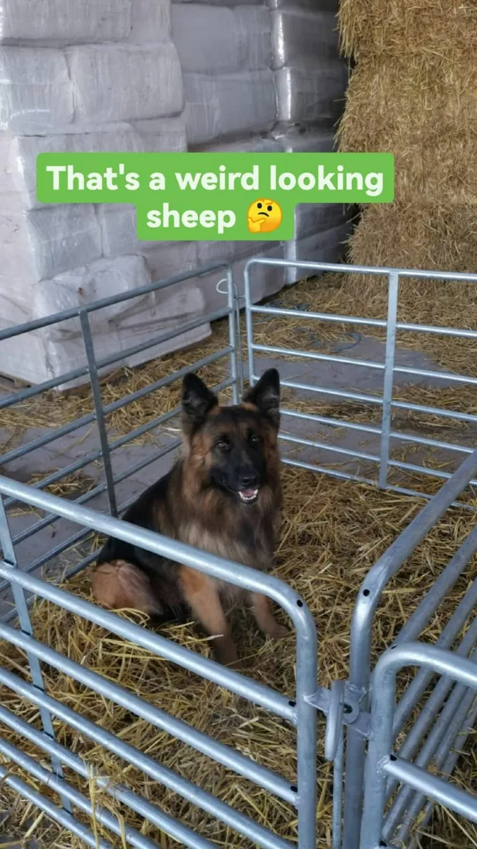 Sheep penning, bucket rings and hayracks - Image 2