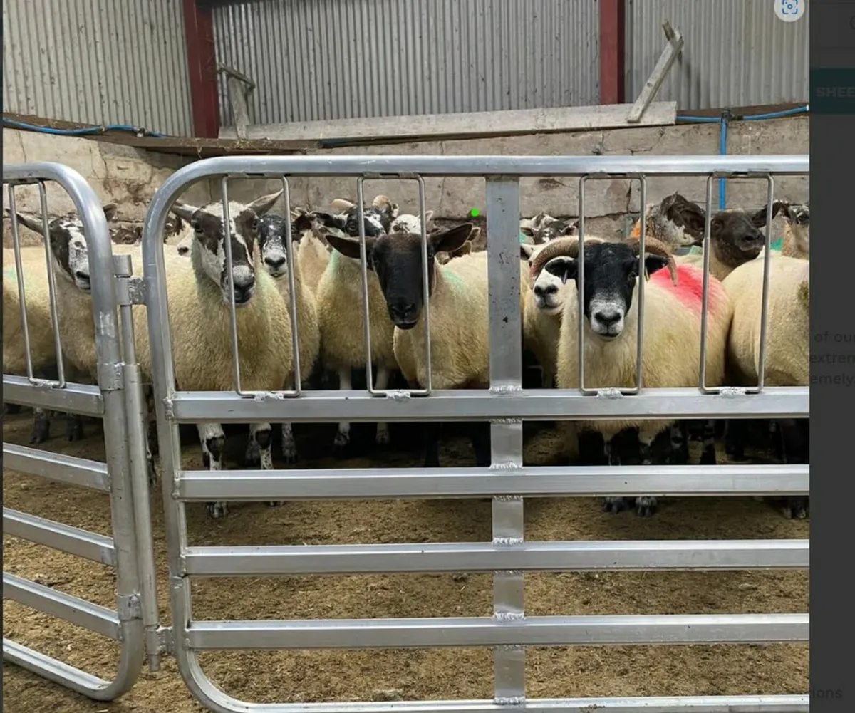 Sheep penning, bucket rings and hayracks - Image 3