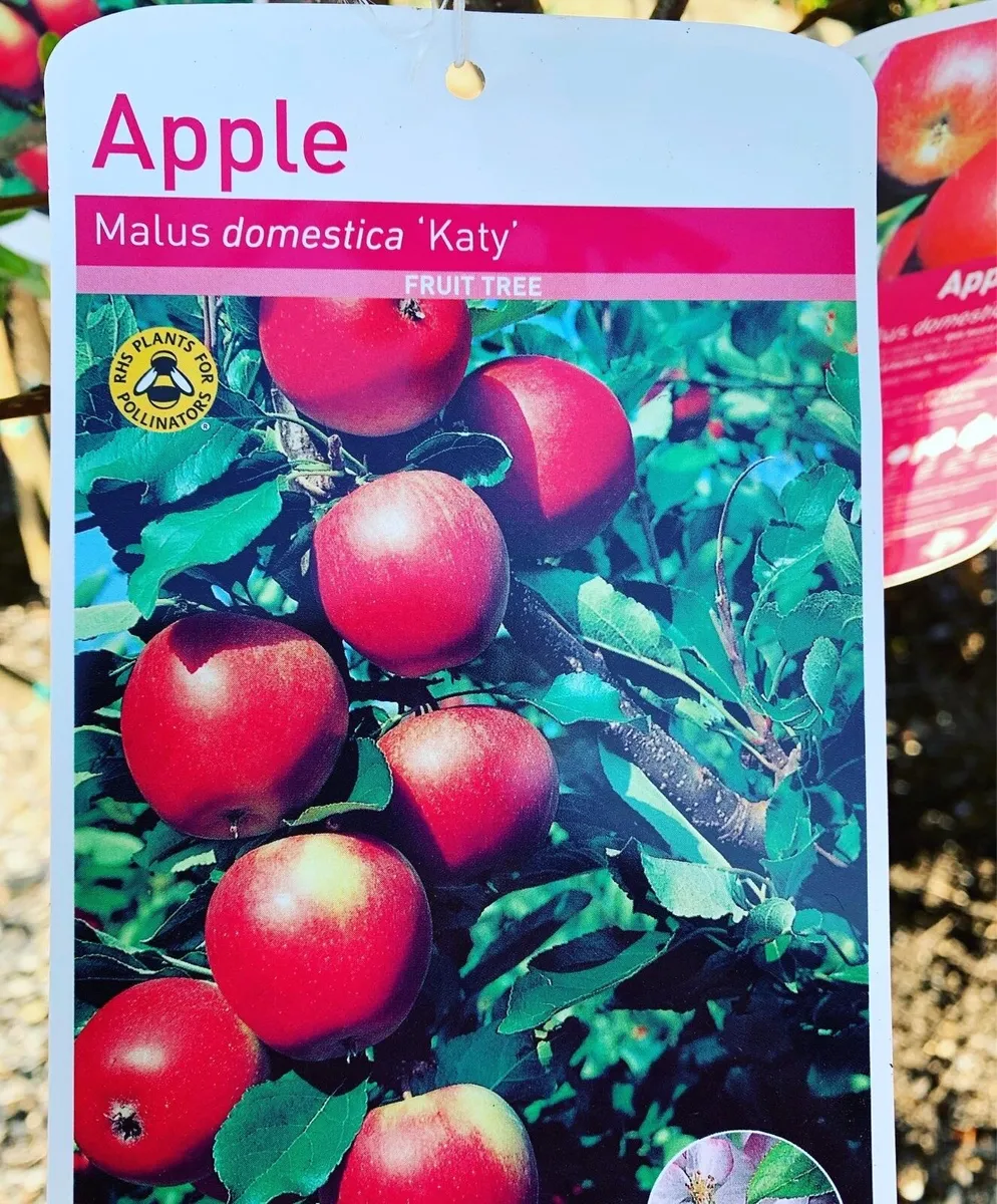 Apple Trees - Image 1