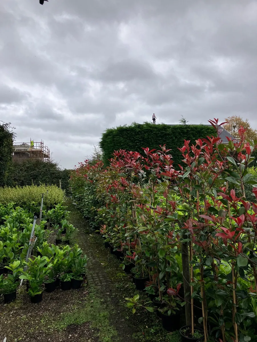 Laurel  hedging - Image 4