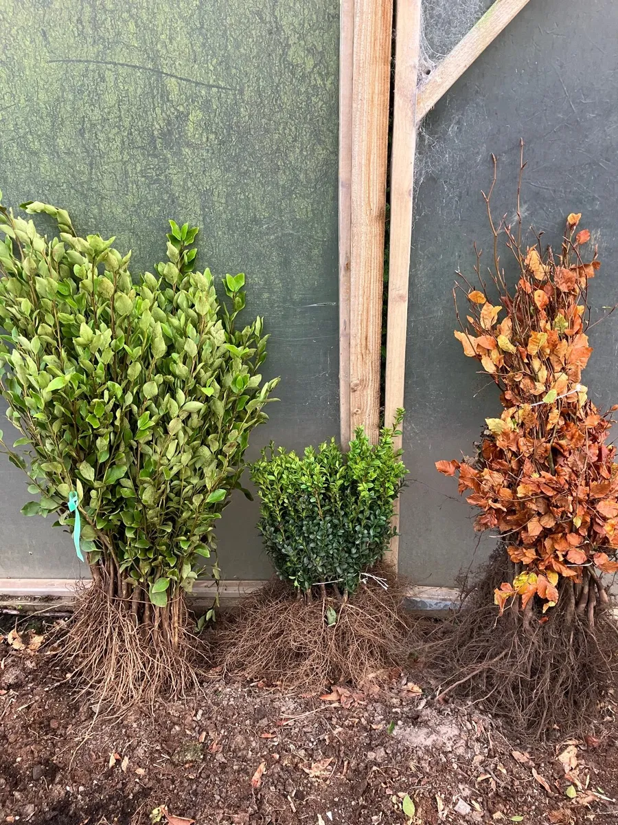 Laurel  hedging - Image 2