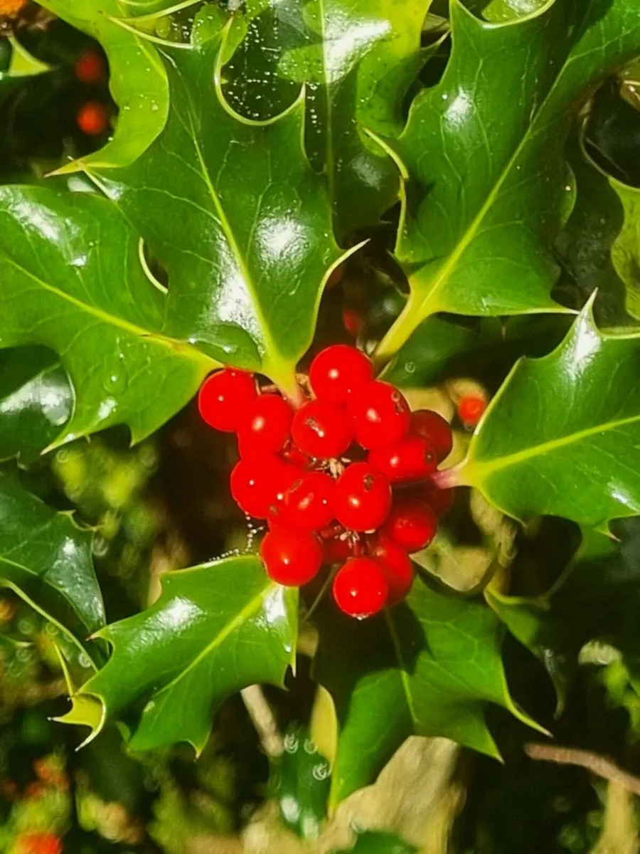 Bare root Trees and hedging - Image 3