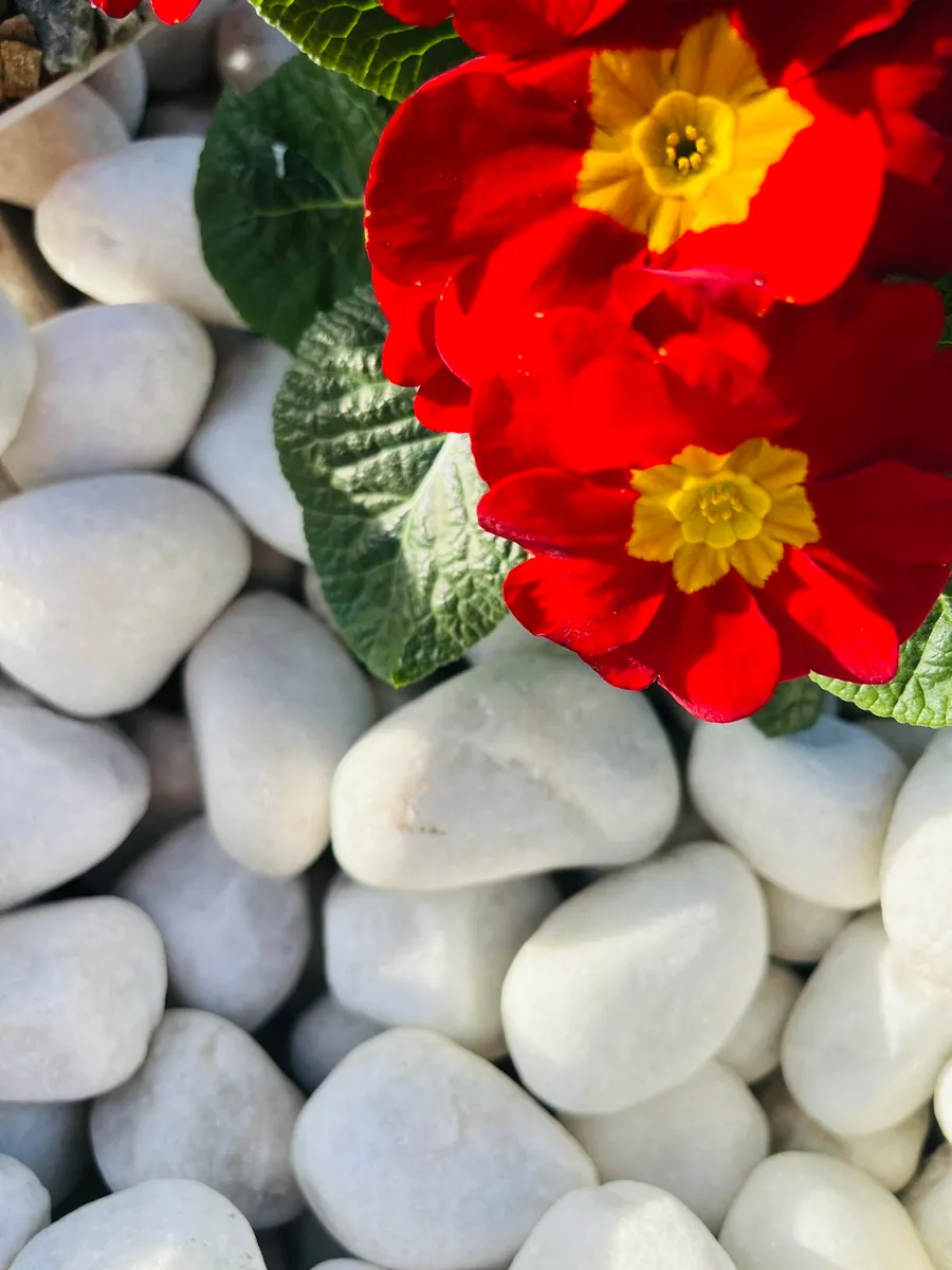 Irelands biggest supplier of Decorative stone.Chip - Image 1