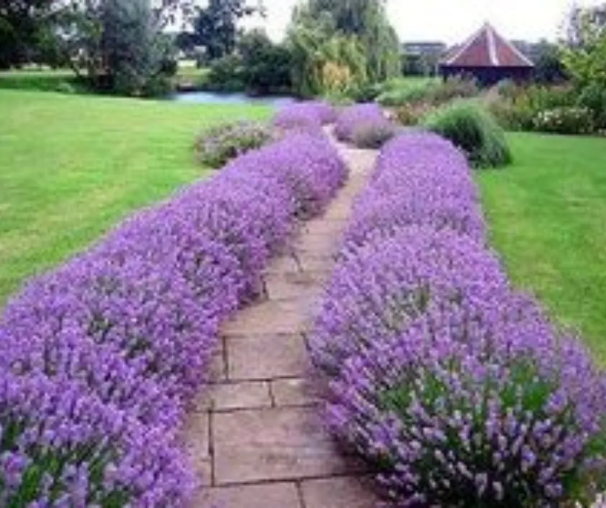 SALE!  Lavender Hedge | Nationwide Delivery - Image 1