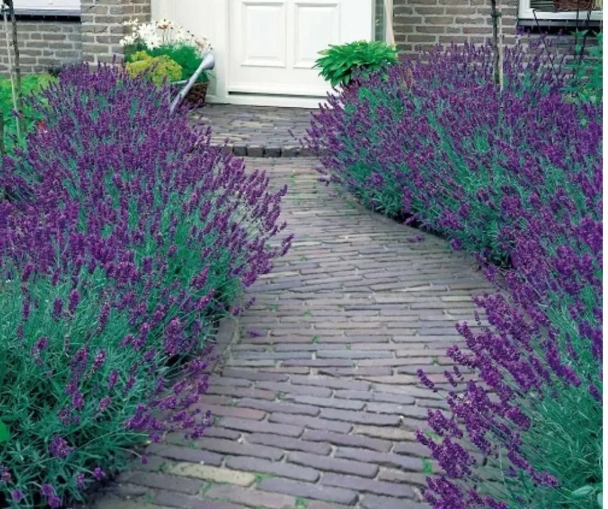 SALE!  Lavender Hedge | Nationwide Delivery - Image 3