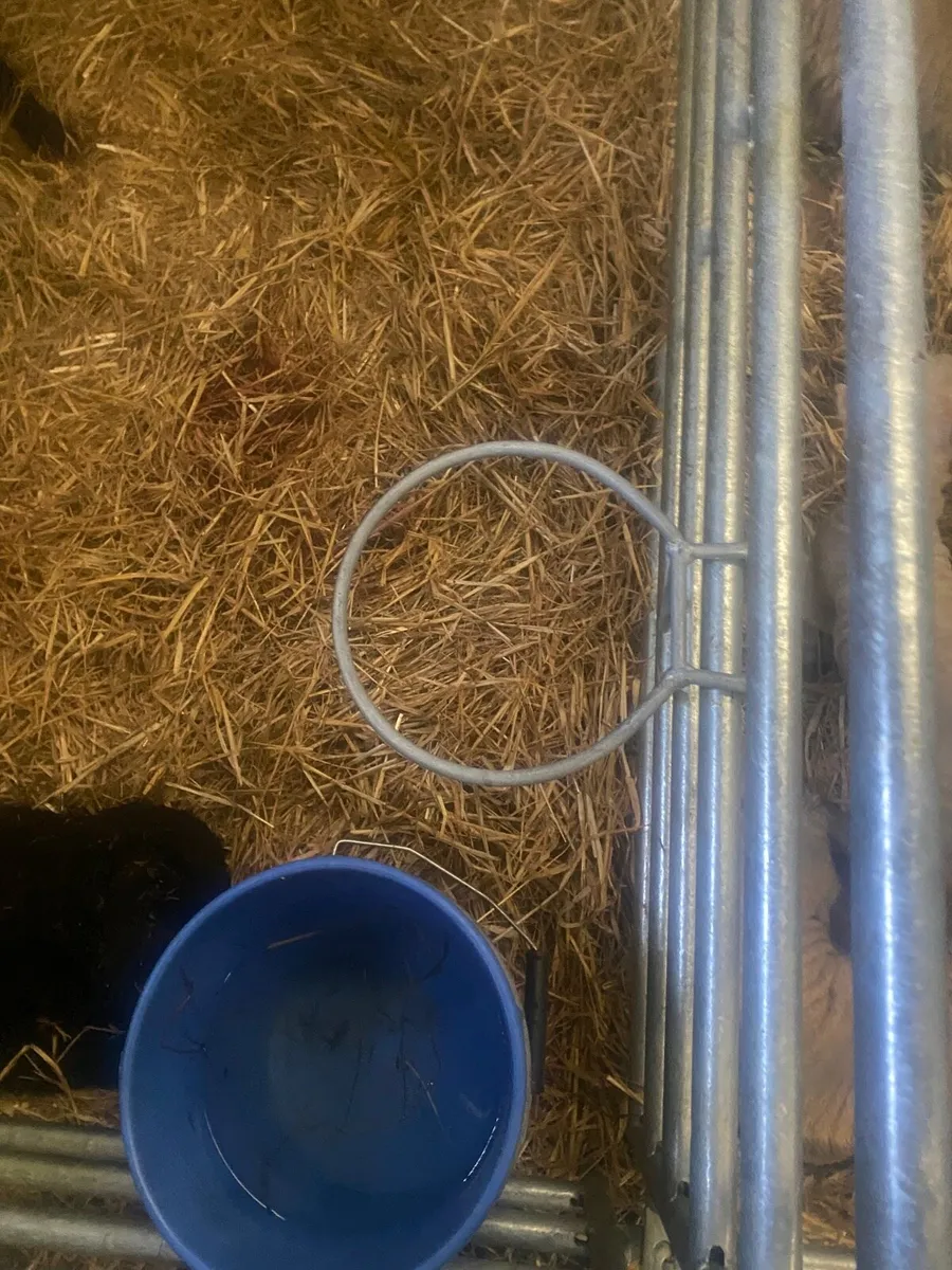 Sheep hurdles - Image 4