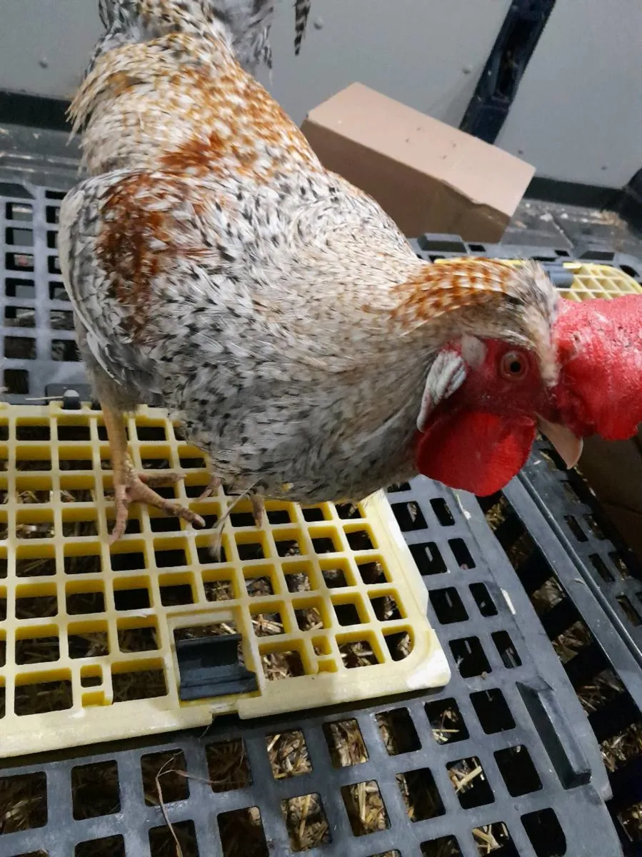 Poultry for sale - Image 4