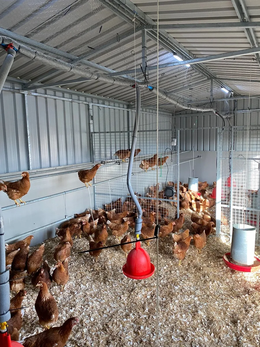* SHAVER BROWN LAYING HENS IN STOCK NOW 18 WEEKS * - Image 4