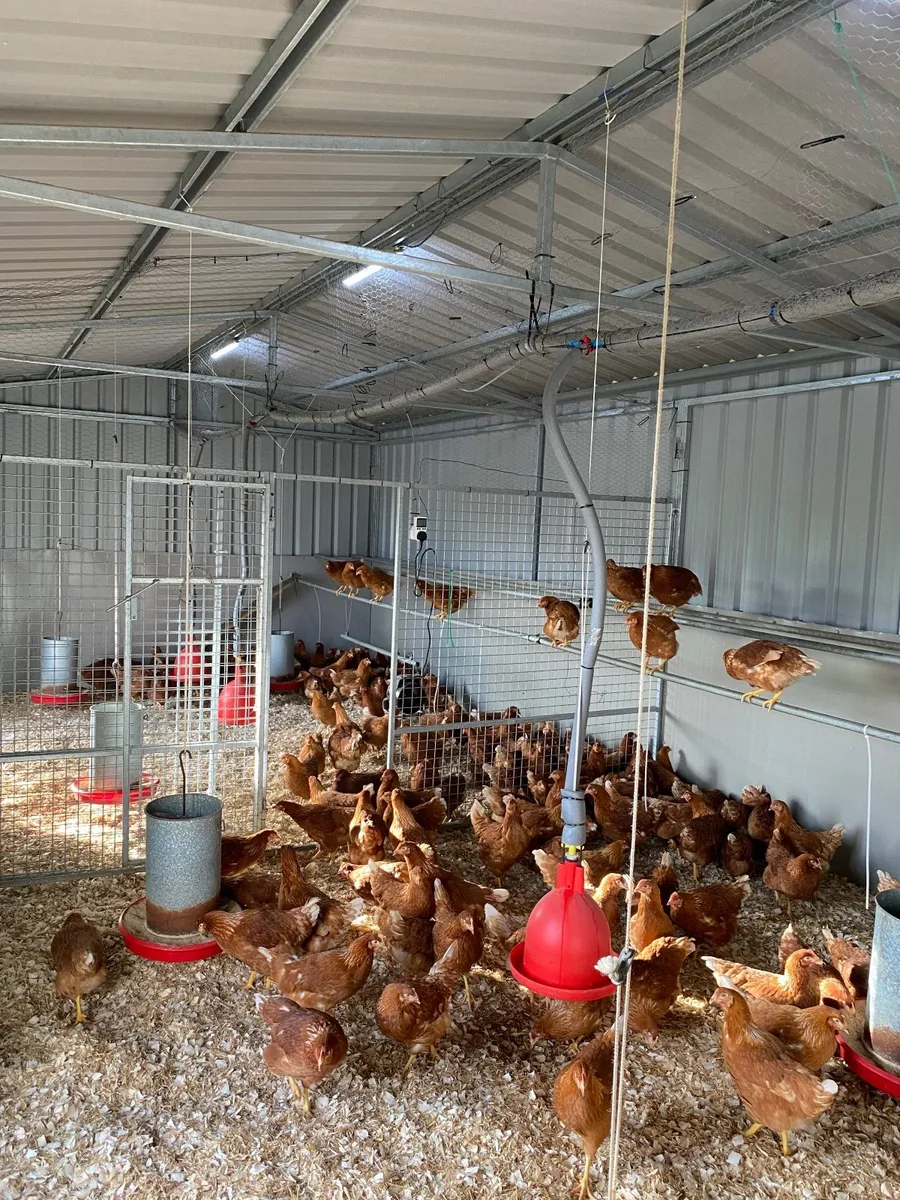 * SHAVER BROWN LAYING HENS IN STOCK NOW 18 WEEKS * - Image 1