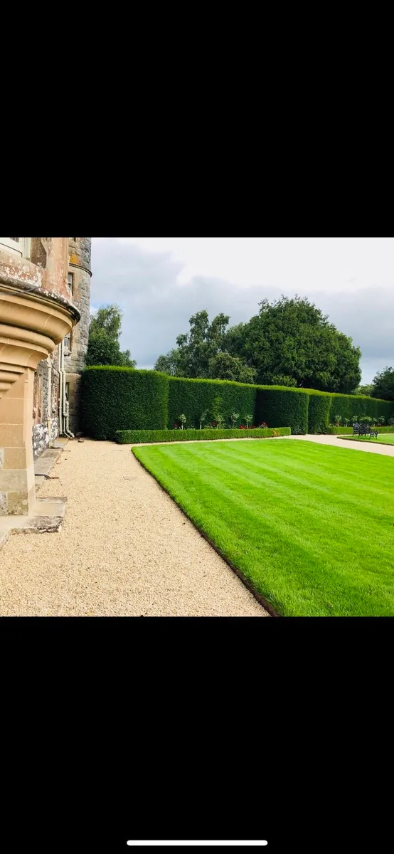 Decorative Stone plum slate rocks boulders pebbles - Image 4