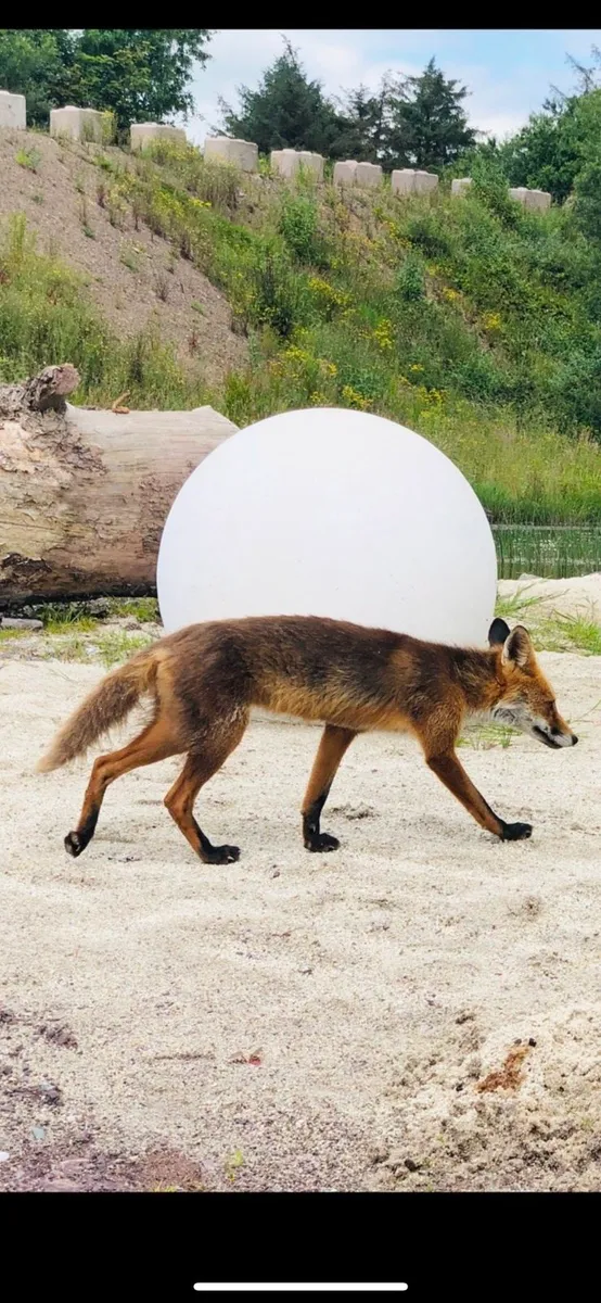 Plum slate Boulders & Rocks Pebbles Cobbles Chips - Image 2