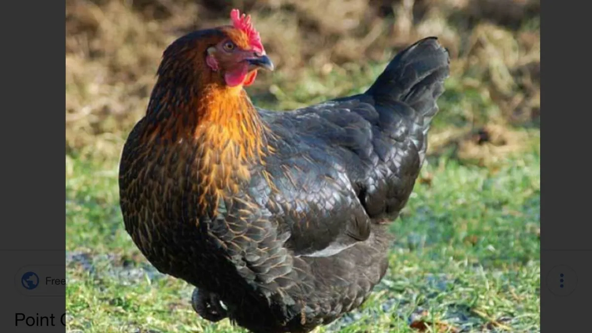 Ballinrobe mart Wednesday  the 4th of march - Image 2