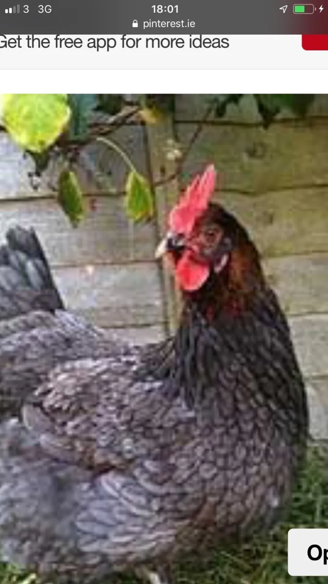 Ballinrobe mart Wednesday  the 4th of march - Image 1