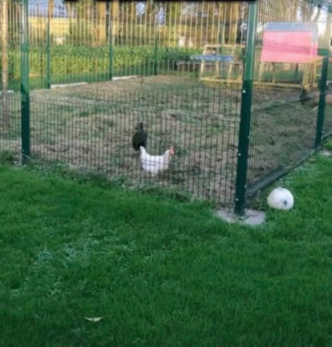 ‼️‼️ BIG SALE NOW ON ‼️‼️  MESH FENCING .. No Vat - Image 4