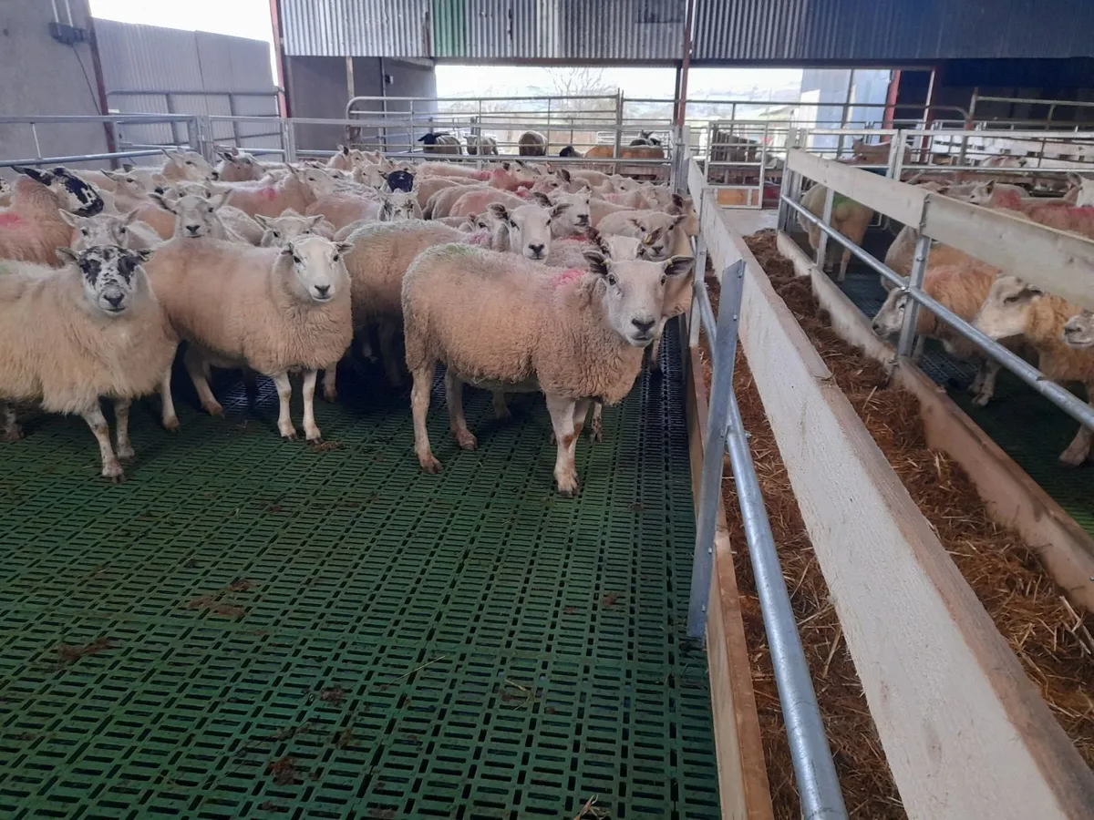 Sheep  Slats ( plastic  ) - Image 4