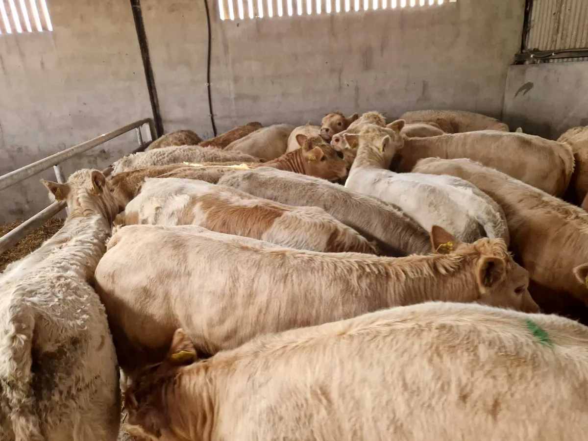 ** West of Ireland Store Heifers ** - Image 3