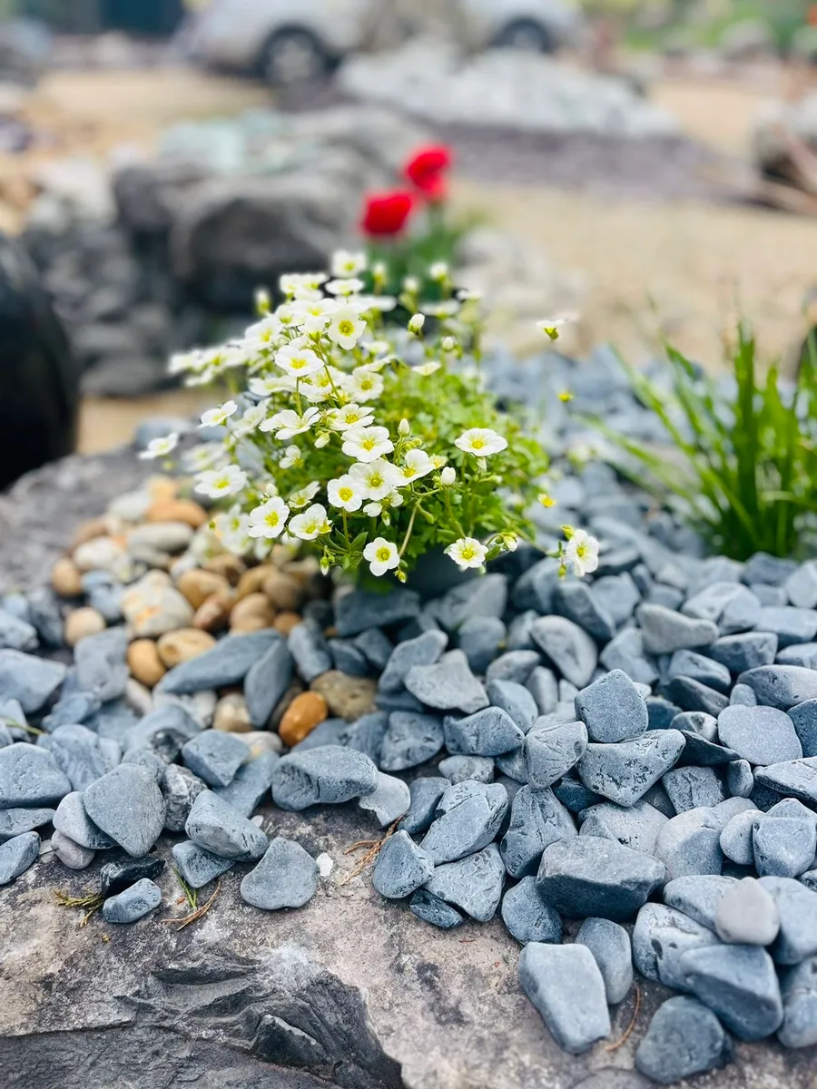 Plum slate stone, cobbles, boulders, beach pebbles - Image 1