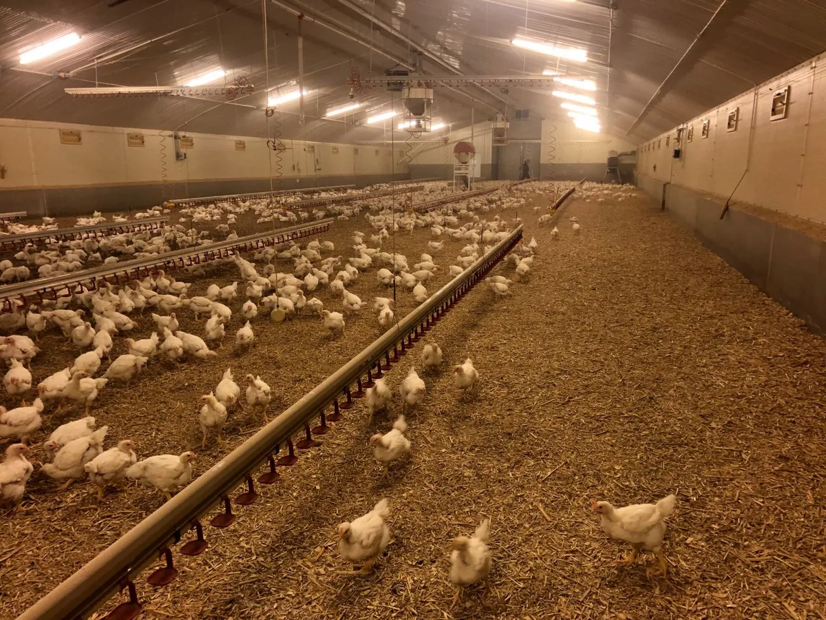 Dri-Bed Poultry litter - Image 1