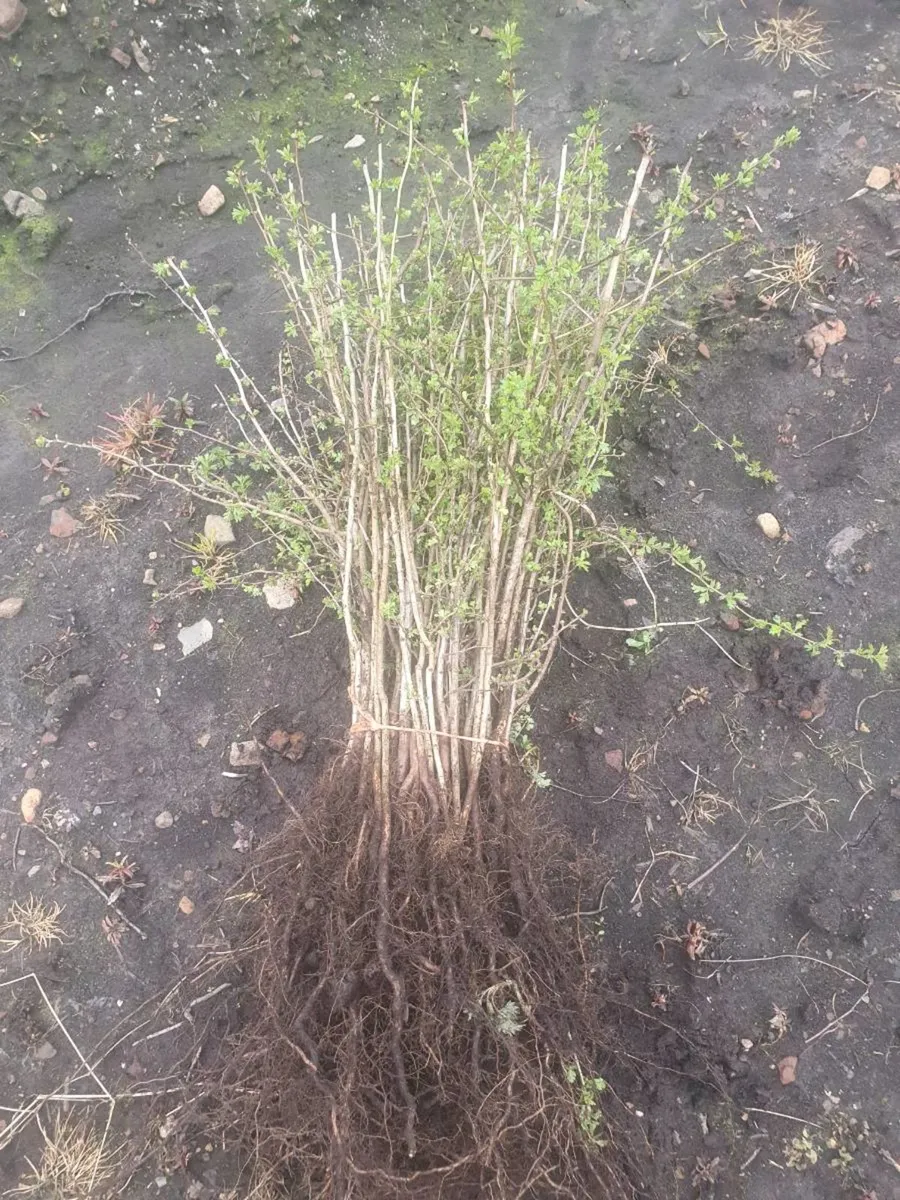 WHITETHORN FOR SALE €30 PER 100 - Image 4