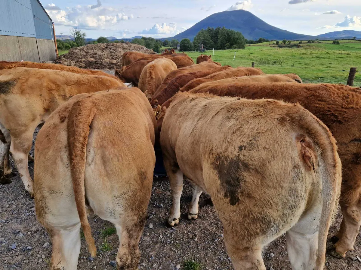 ** Super Heifers ** - Image 1