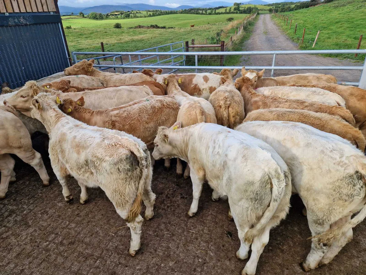 ** Super Heifers ** - Image 2