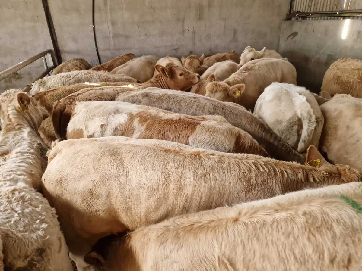 ** Super Heifers ** - Image 3