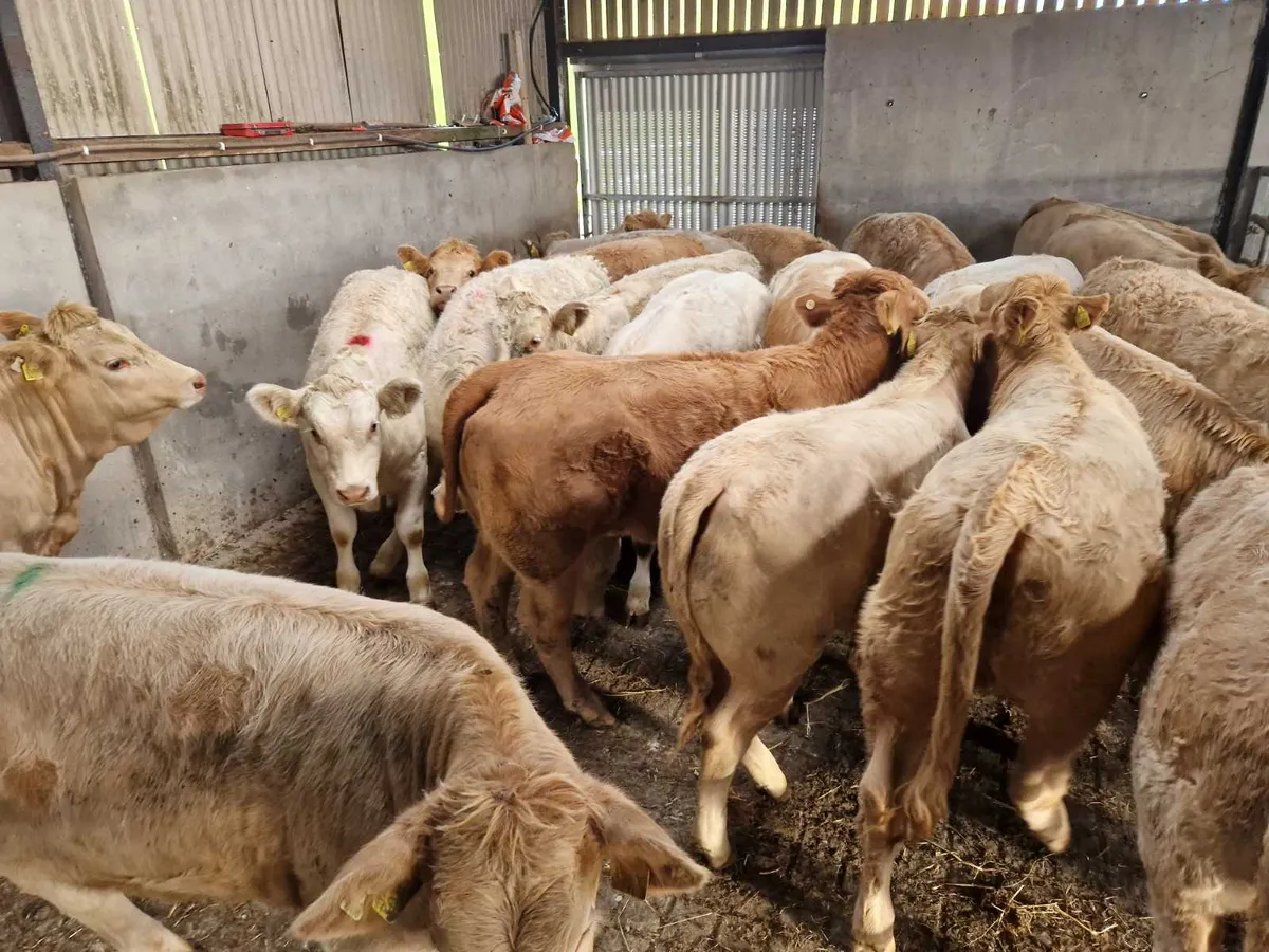 ** Super Heifers ** - Image 4