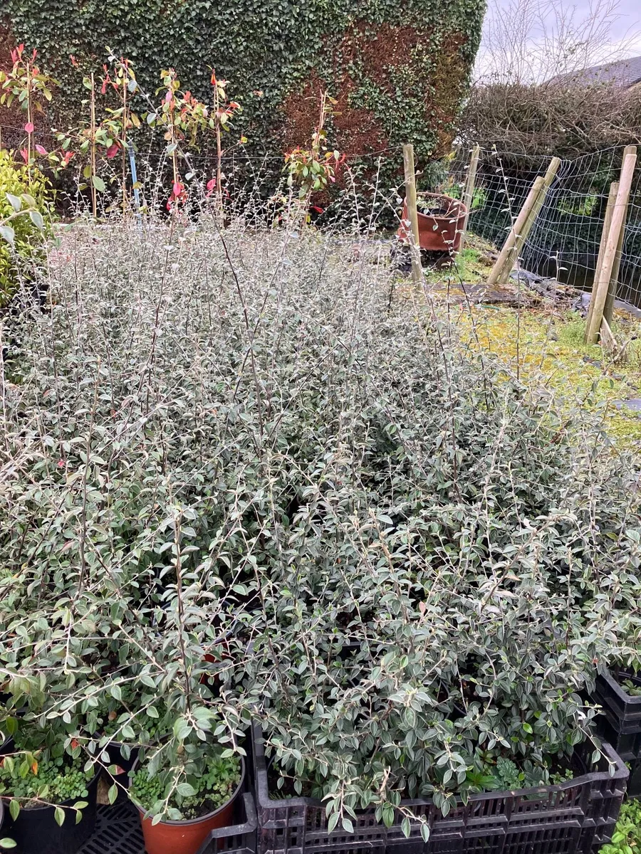 Laurel  hedging - Image 2