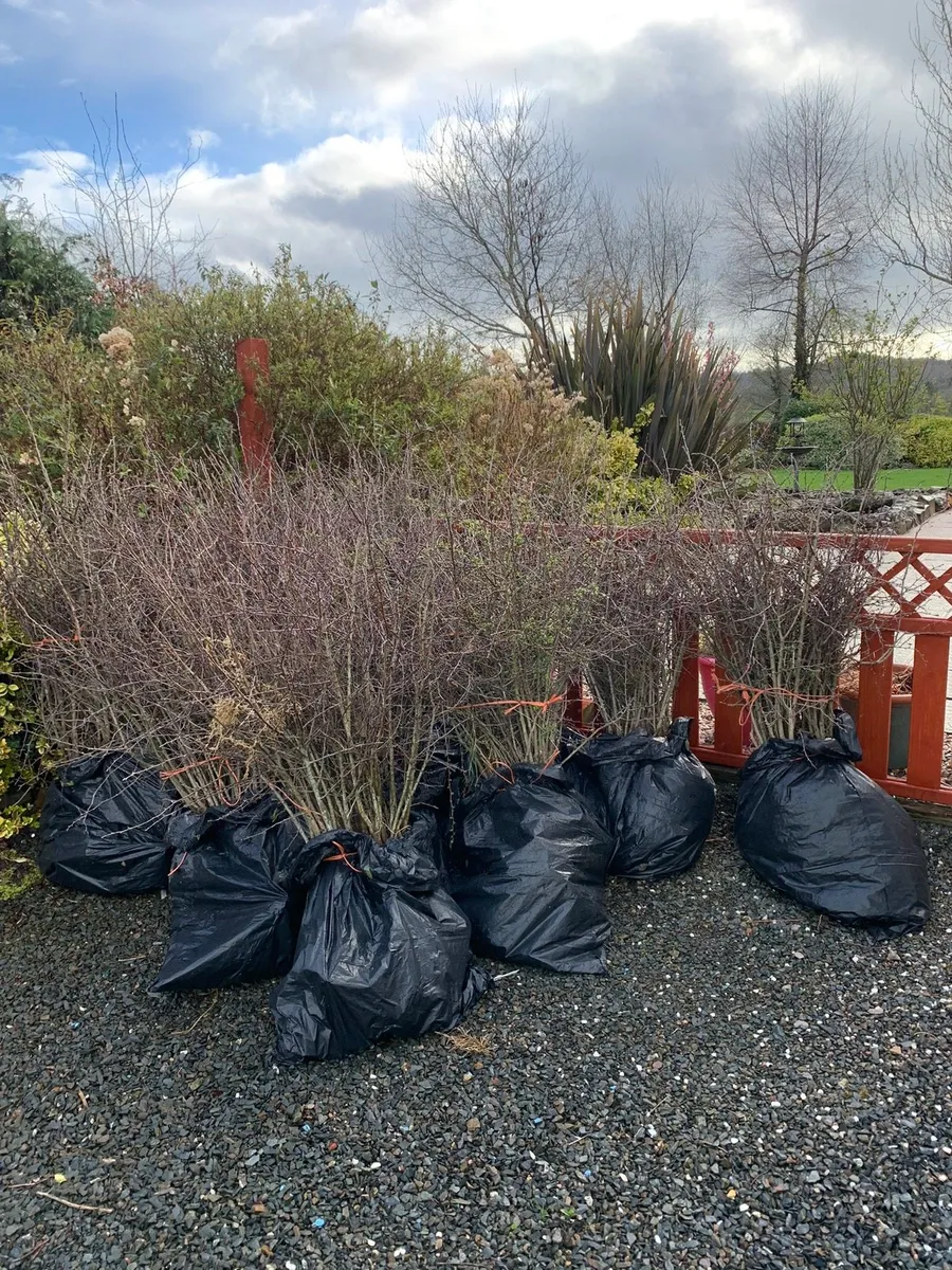 WHITETHORN (Hawthorn) hedging from €40 per  100 🌿 - Image 1