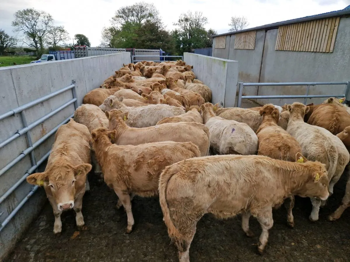 **150 SUPER HEIFERS*** - Image 1