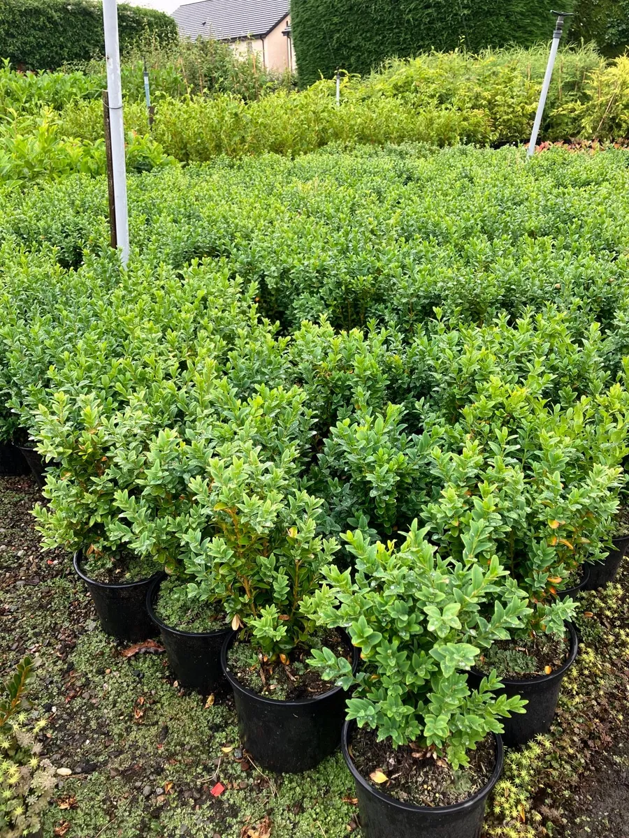 Trees and hedging - Image 2