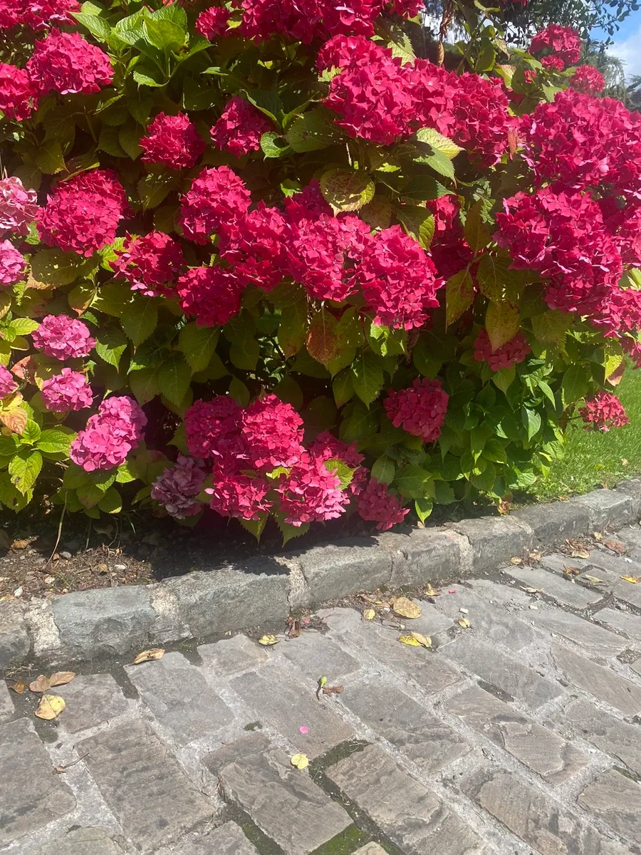 Old Salvage Reclaimed Dublin Driveway Kerbs 6” - Image 3