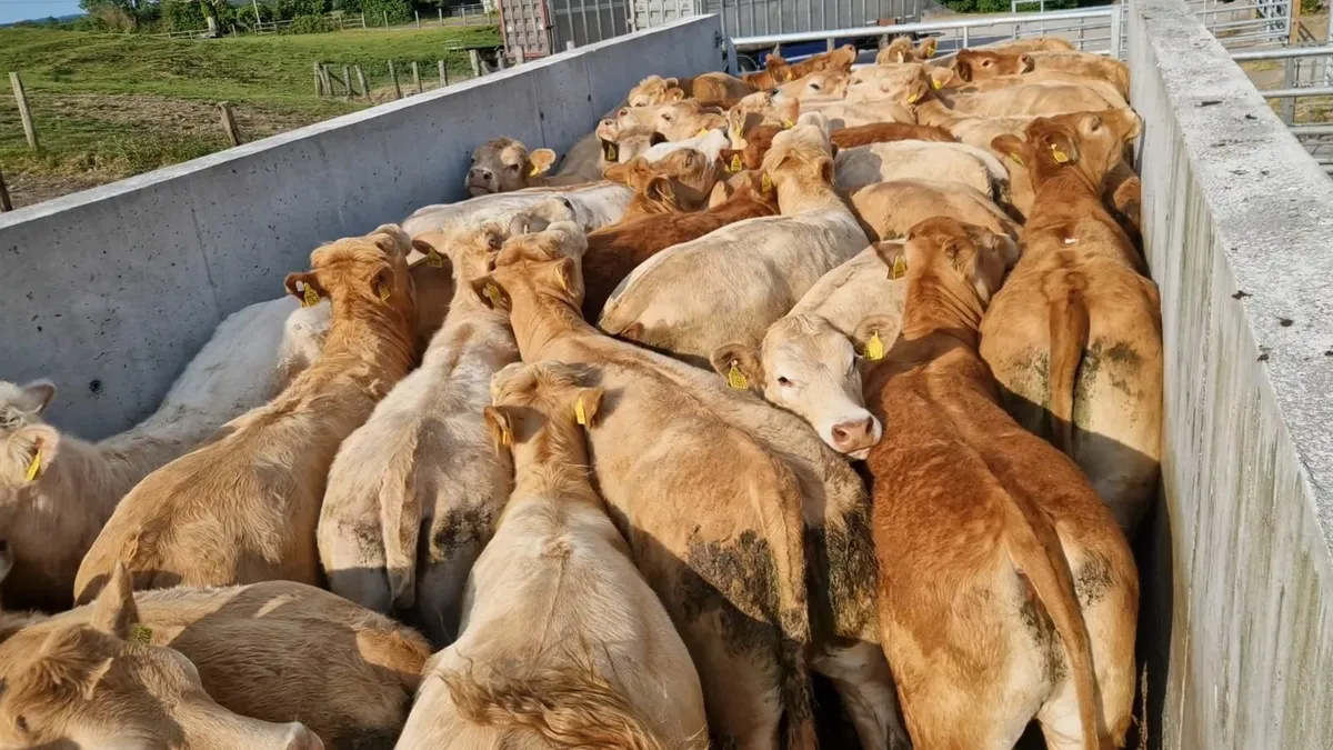 " Charolais Heifers " - Image 2