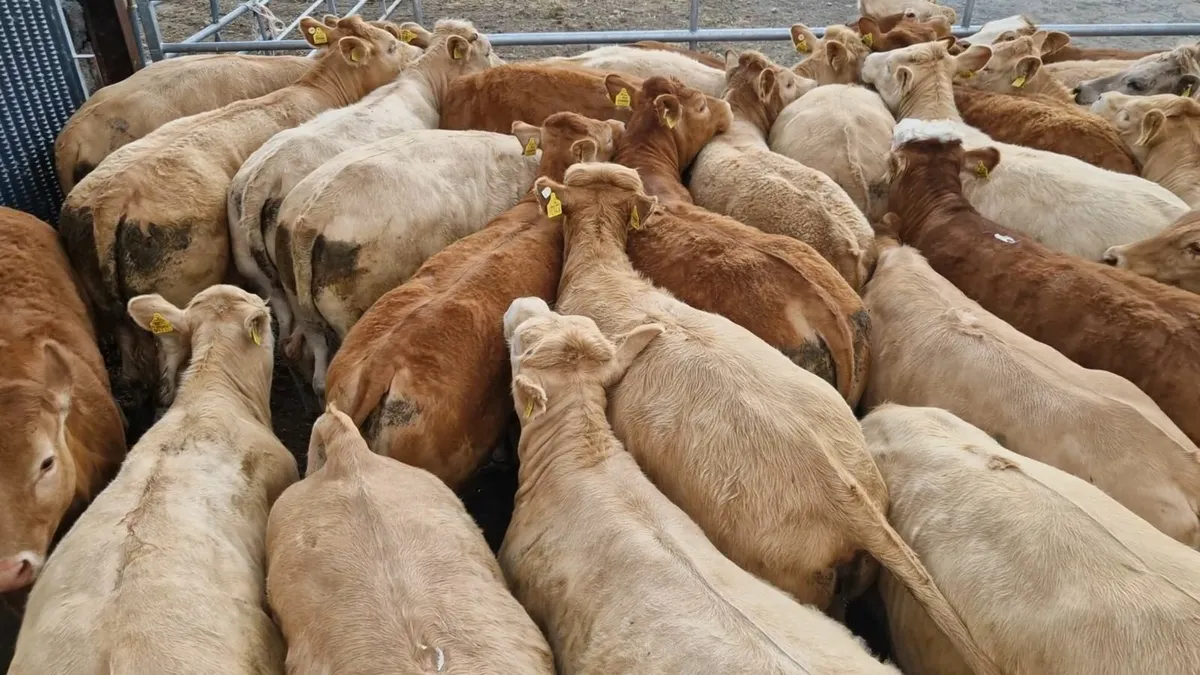 " Charolais Heifers " - Image 3