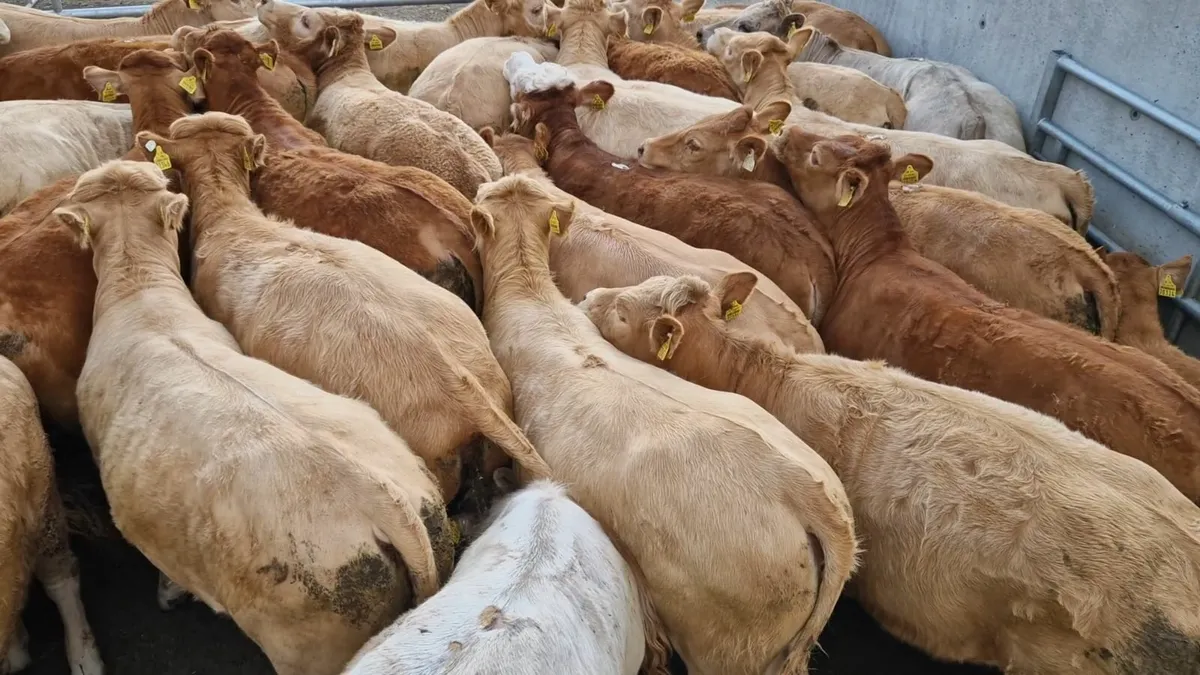 " Charolais Heifers " - Image 1